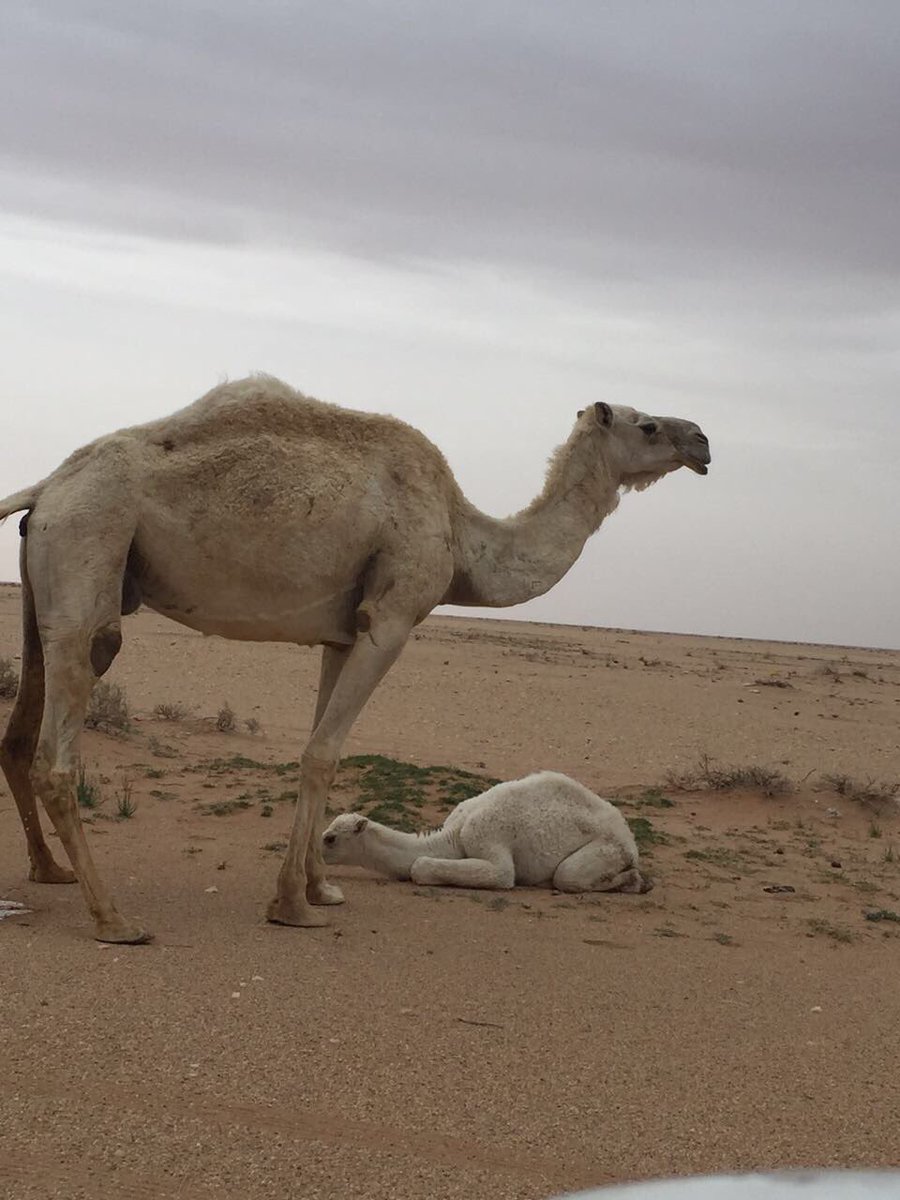 MajedSannat's tweet photo. هذه الناقه 
وجدها صاحب السناب شرق وادي الرشاء
على يسار الخط وانت متجه للدوادمي ذابحها الجوع والبرد هي وولدها انشروها لعل وعسى توصل لصاحبها https://t.co/8dEOf0UUXH