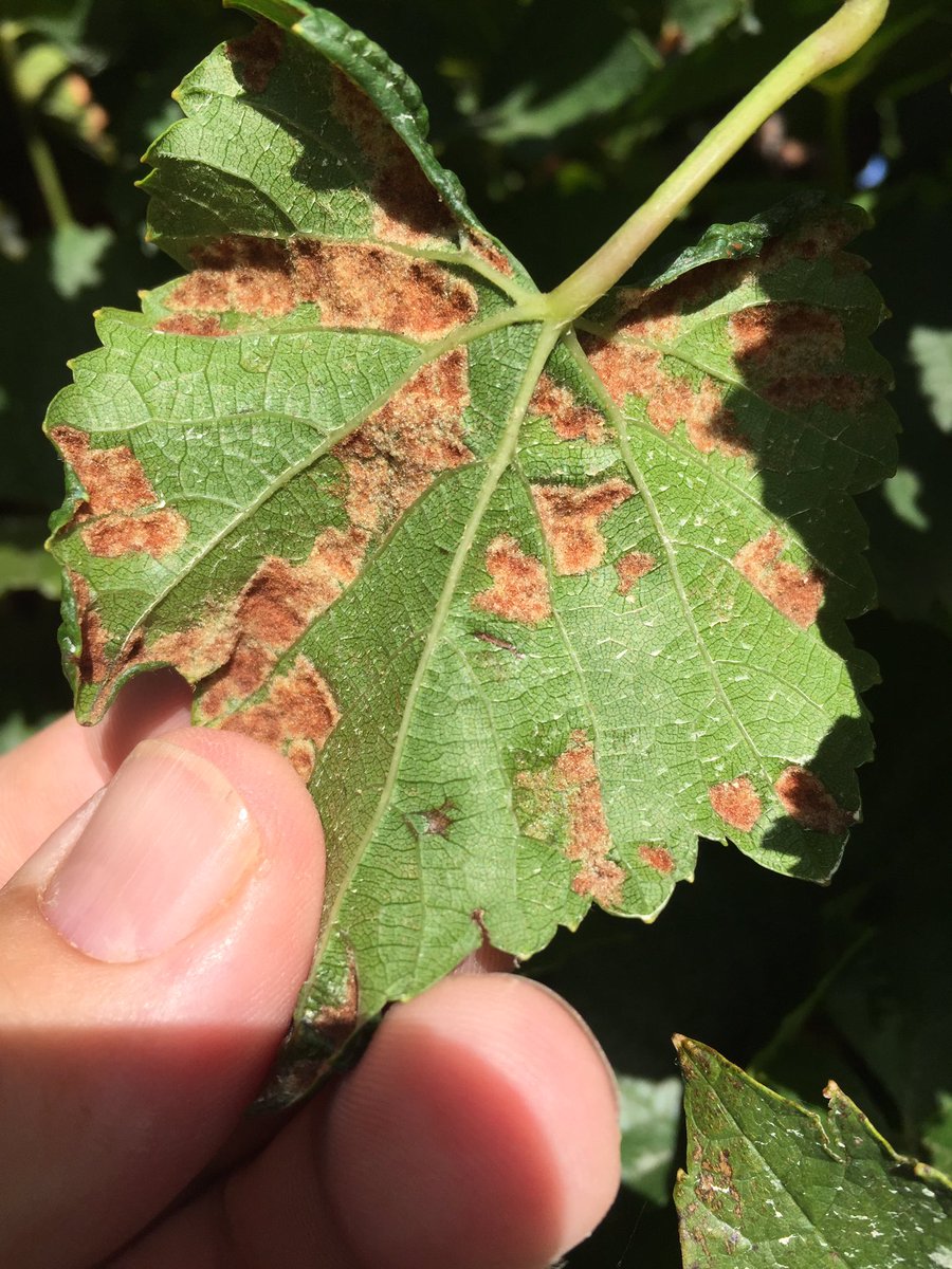 HortApplication's tweet image. Grapeleaf rust mite damage in Chardonnay, excellent results seen here with #ThiovitJet and a few warm days #HitHardHitEarly #CoverageIsKey