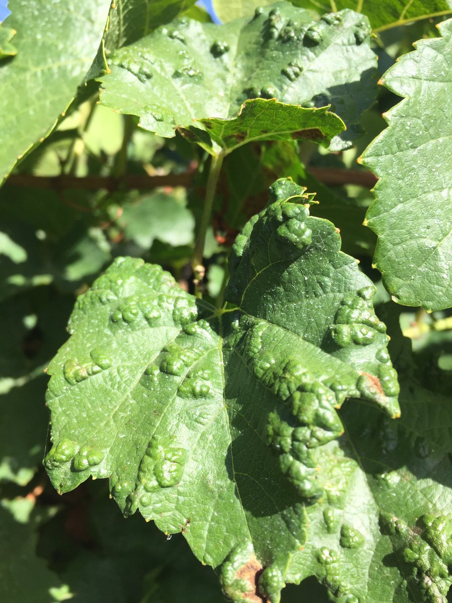 HortApplication's tweet image. Grapeleaf rust mite damage in Chardonnay, excellent results seen here with #ThiovitJet and a few warm days #HitHardHitEarly #CoverageIsKey