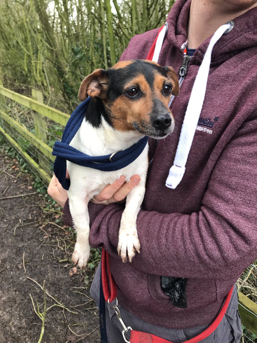 Just found this little dog found by Neumann flash please RT to find the owner!