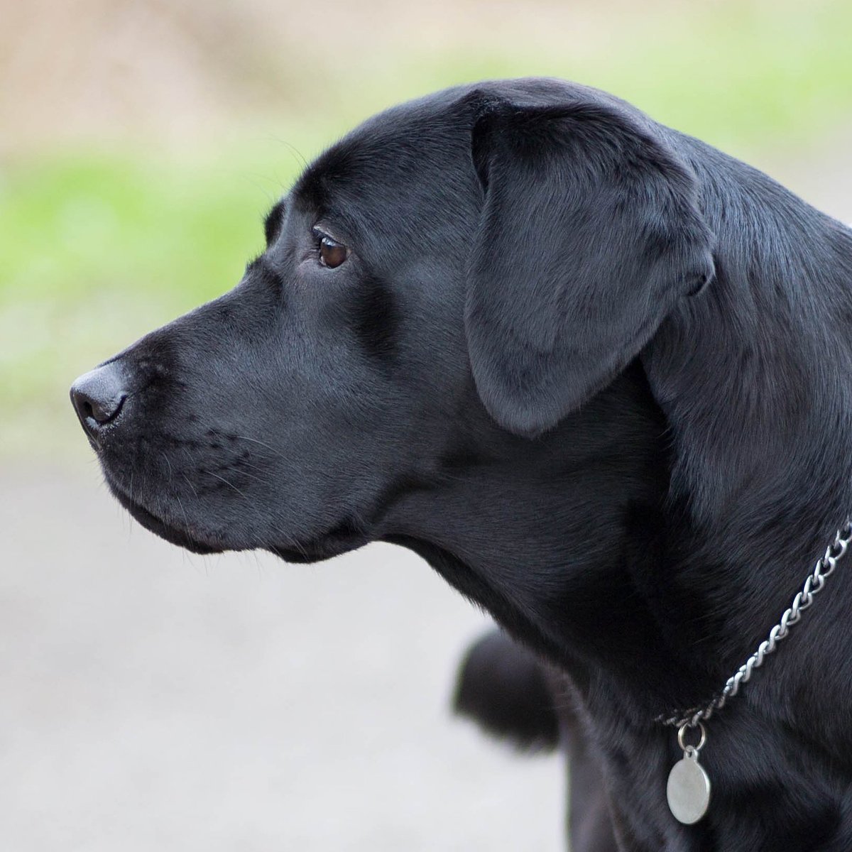 Point7UK's tweet image. Another shot of Pennie down the River Ancholme this morning. #blacklab #ancholme #brigg