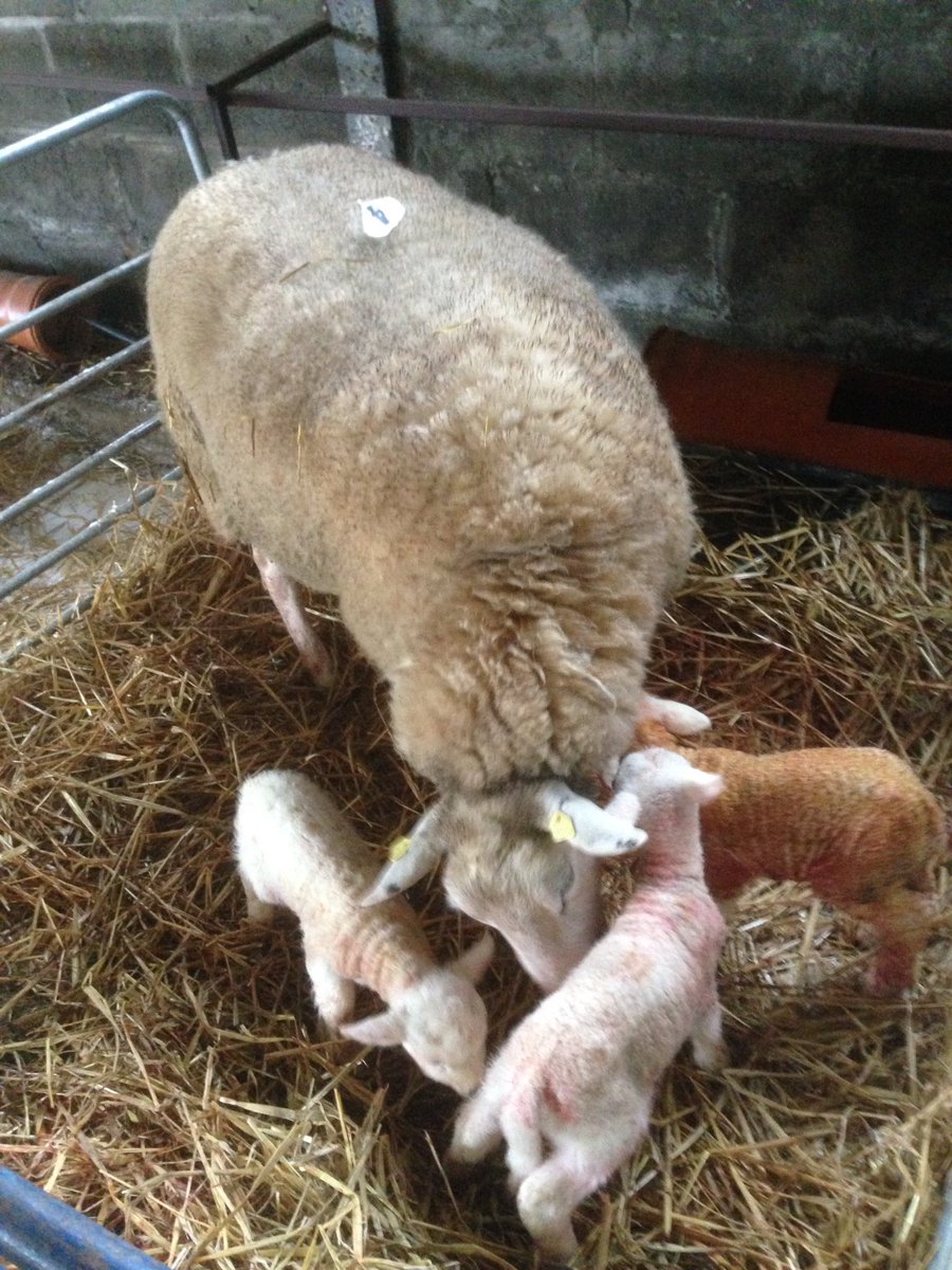 Put a ewe with twins in a pen an hour ago and came back to find a third, happy days👍👍👍