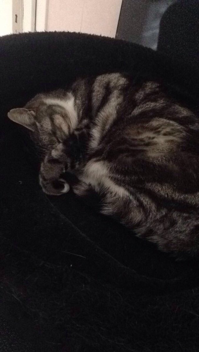 Legroschat5's tweet photo. When your mum goes in your room and you have to pretend you are sleeping 😌 😴😸 #CatBoxSunday #cats #catsoftwitter https://t.co/HDAD90TnMW