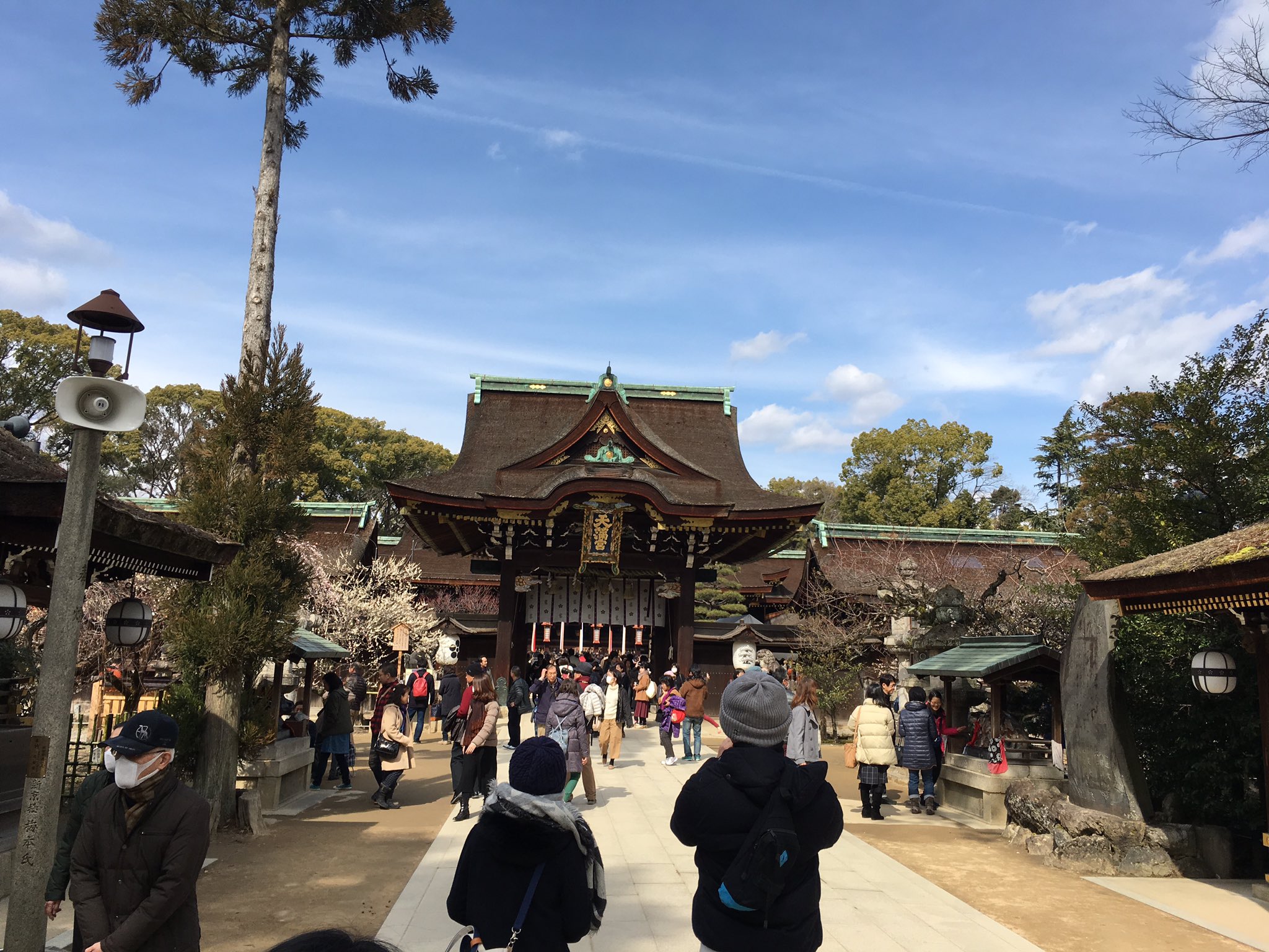 Kyoto Fujimura Farm 今日は北野天満宮に受験の御礼参りに 北野天満宮といえば梅 昨日は梅花祭で大変な混雑だったらしいですが今日は混んでいたものの車で行けたので助かりました 梅は満開でしたね T Co Efa7i10sea Twitter