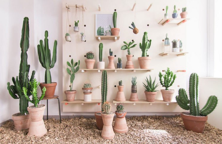 Déco >> La tendance cactus en déco
twitts.fr/u/06k4
#cactus #decocactus #decoration #decor