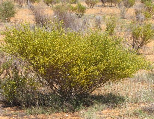 ECO_mercae's tweet photo. El #Rooibos posee acción antihistamínica, de gran utilidad ante alergias https://t.co/CIAEIKNou3
Y por cierto, no es un #té https://t.co/rBCc2KtPae