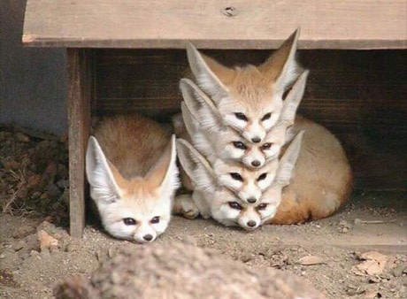 BestGAG's tweet photo. Properly organized fox storage https://t.co/1OUe6mbhtI