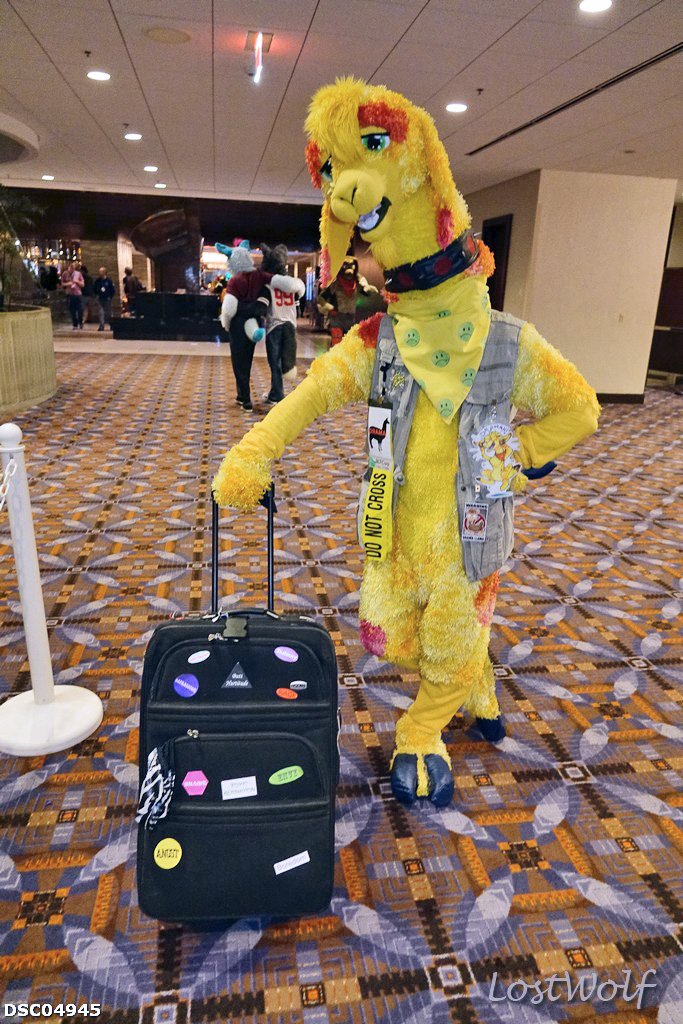 Here we have <a href="/AlpacalipsNow/">@TheRealDramaLlama</a> with his emotional baggage @midwestfurfest #FurFest2015 #FurFest