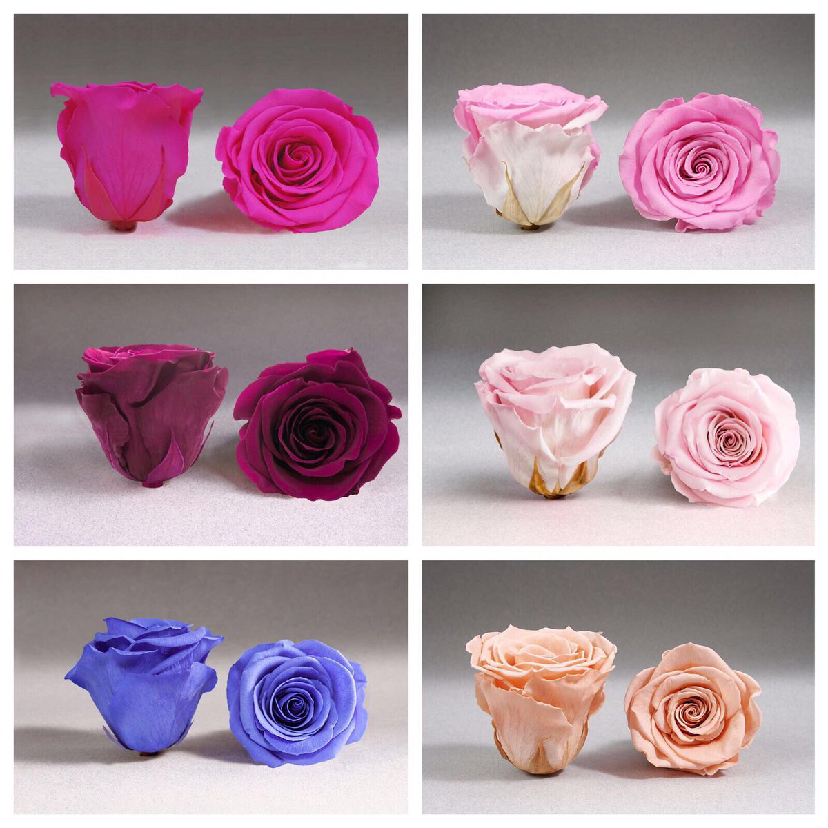 BloomsVictoria's tweet photo. More available colours.... https://t.co/h9w3DEVS79