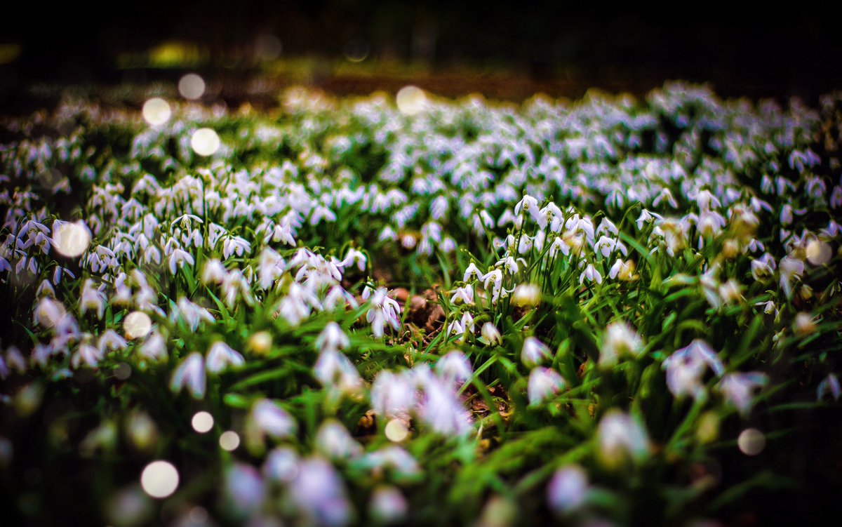carlmilner's tweet photo. Lovely carpet of Snowdrops at @NTBeningbrough today
@NTYorkshire @nationaltrust
#NTMembers https://t.co/ji9uUZV26V