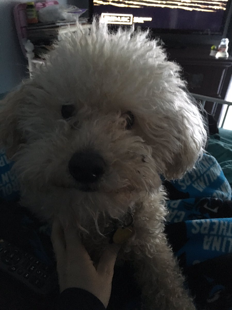 WylieMsw's tweet photo. Pup for rent.... πΆ#playwithhim #rubhisbelly #scratchhisears ... but bring him back, because he is mine. πππΆπΎ #Odie https://t.co/54yRKqXVSa