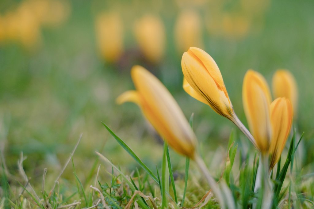 IanT1029's tweet photo. Love to watch the seasons as they change.  #SignsofSpring at @The_RHS @RHSHydeHall gardens. https://t.co/wwuohmaJCA