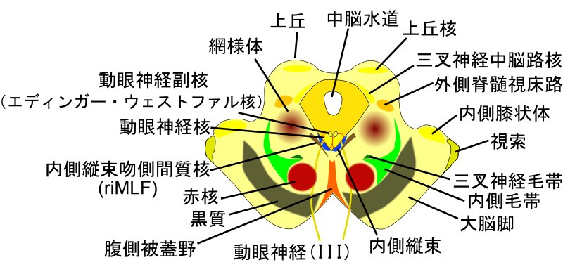 ミエリン鞘ニューロン機能