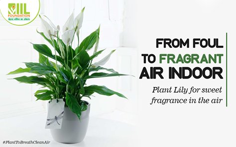 IIL_Foundation's tweet photo. Plant peace lily and enjoy it’s fragrance during summers.
Share your picture with your indoor plants using #PlantToBreatheCleanAir. https://t.co/D1SpeVUw2A