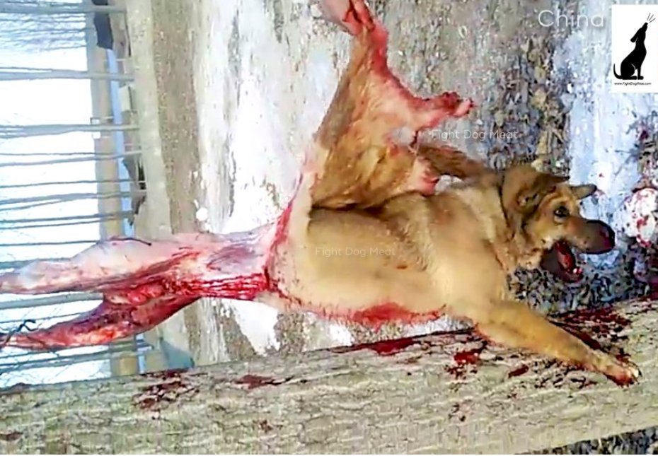 Afbeeldingsresultaat voor Take a stand in Pyeongchang 2018 against the dog and cat meat trade!\