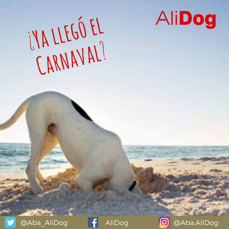 Aba_AliDog's tweet photo. Ya se acerca el #carnaval te deseamos que pases unos excelentes días de diversión  ¡No olvides llevar a tu #mascota a donde vayas! #fiestas https://t.co/Xv2VhPlJ9K