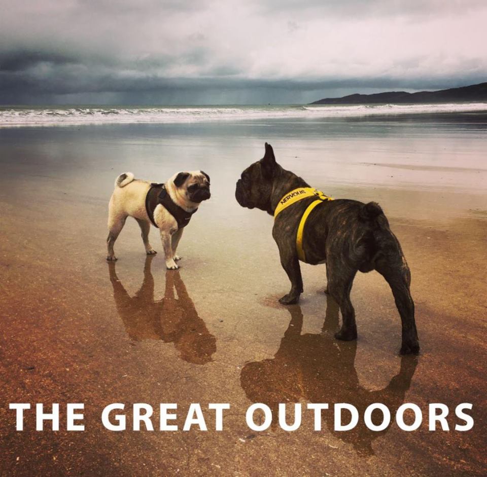 PetproBio's tweet image. Win free tickets to #Crufts this year. Enter our 'The Great Outdoors' competition goo.gl/10qfRA #dogsoftwitter #crufts2017