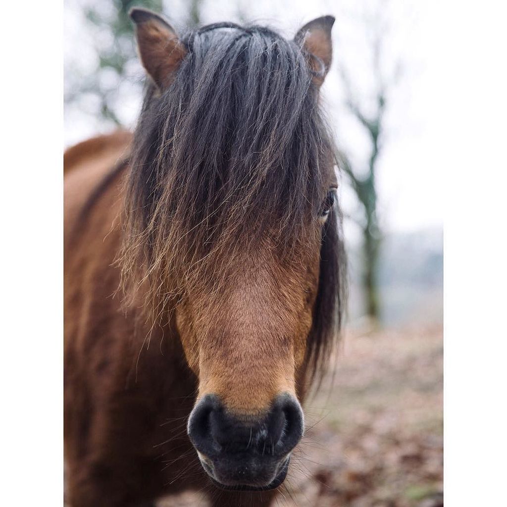 Fox and Favour tweet media