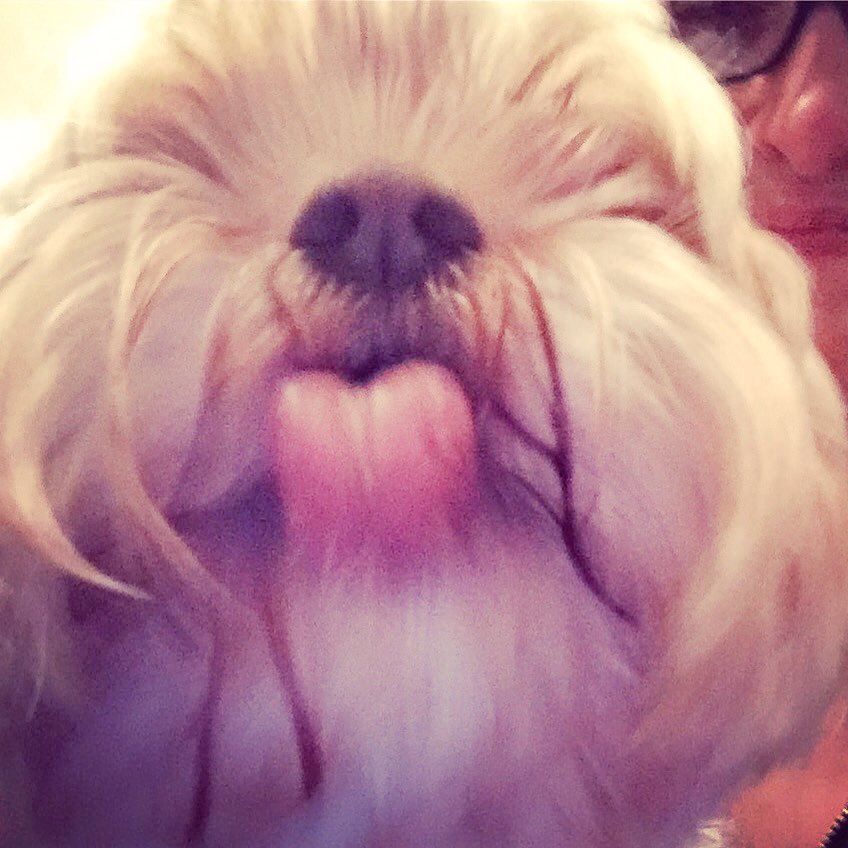 TheKTGinaMeow's tweet photo. #kisses #licks #smootches for #Pitucha in #Portugal from #Max hugs lots for everyone from all of us #familyiseverything #soblessed https://t.co/1nawgxUse0