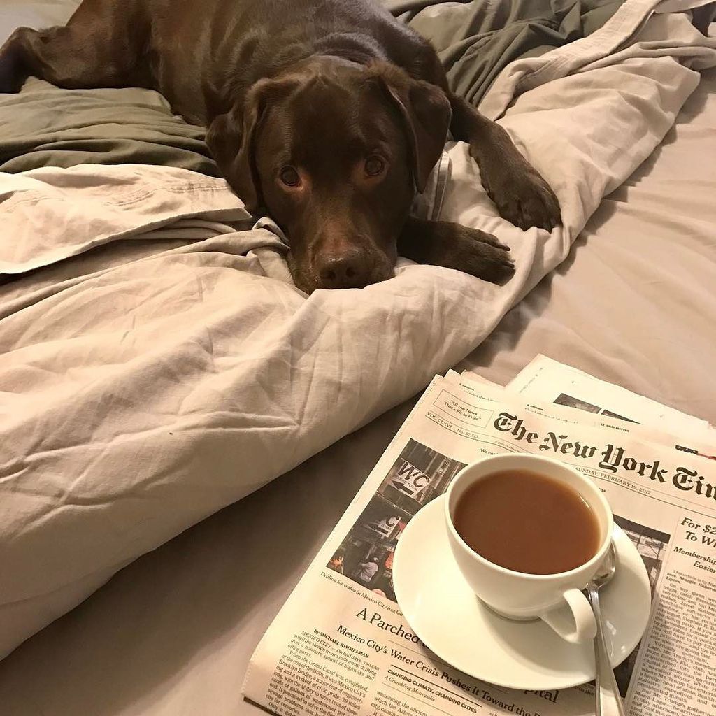 Simply_Stout's tweet photo. Nothing beats #sundaymorning with this cozy bear https://t.co/pw6zfmBxbg https://t.co/ElhXWrcGYs
