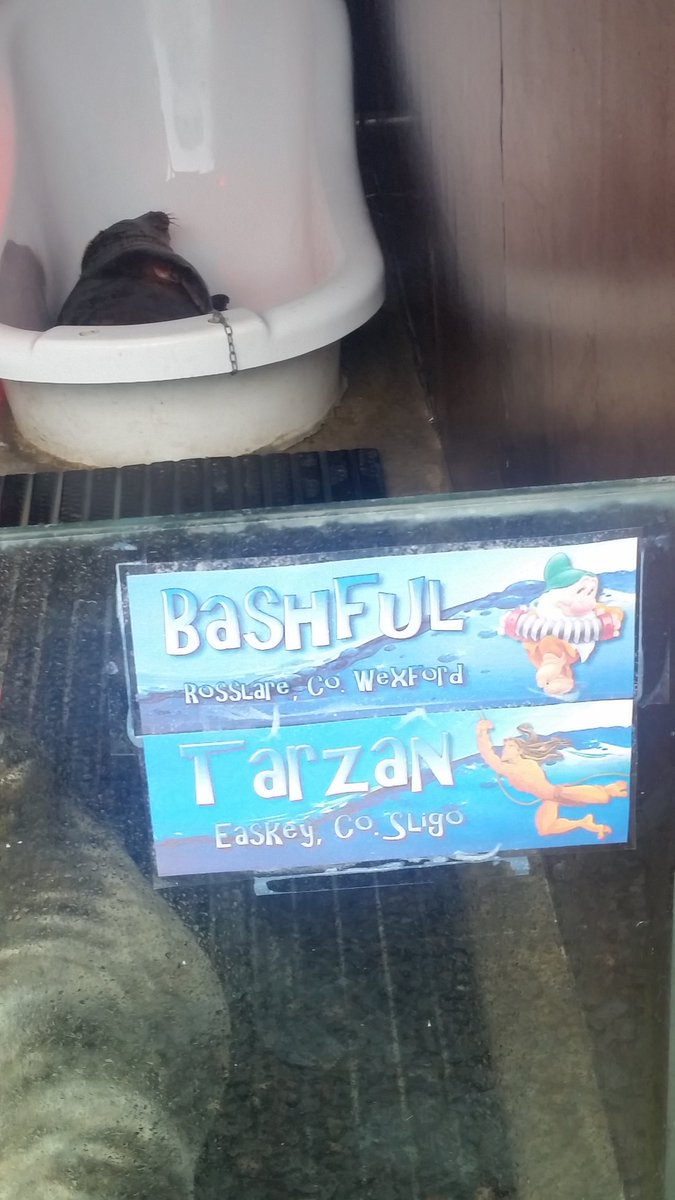 Great day training at <a href="/seal_rescue/">Seal Rescue Ireland</a> Thanks so much. Do drop in and visit or donate ...run by volunteers ...was lovely to see Bashful again!