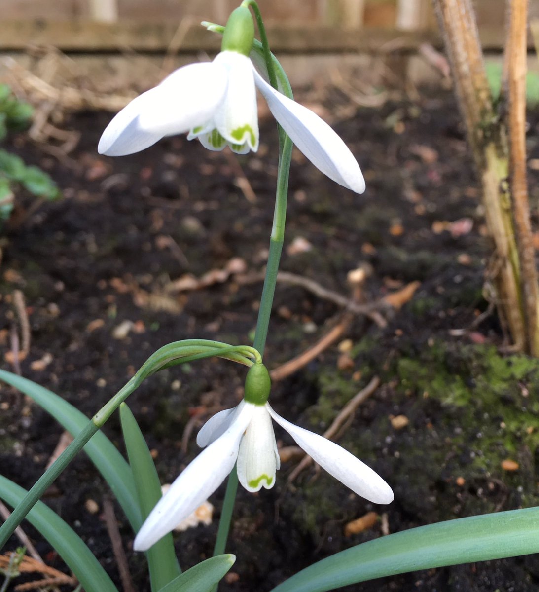 LozzaDozzer's tweet photo. More blooms outdoors today as nature celebrates spring is on its way 😊@wildlifebcn @365DaysWild #commonviolet #snowdrops https://t.co/bSGLTFXKZE