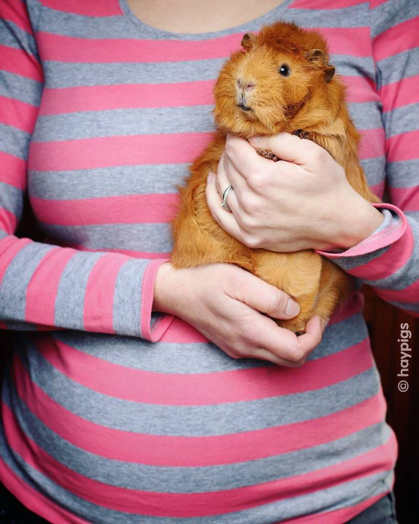 Are Guinea Pigs Related To Prairie Dogs