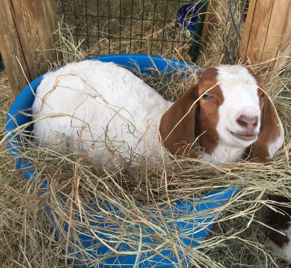 RentARuminantTX's tweet photo. Hay bucket...best bed ever.  #rentagoat #rentaruminant #rentaruminanttexas #rentagoattexas #goatsofinstagram #babygoats https://t.co/fVYHgsVNpw