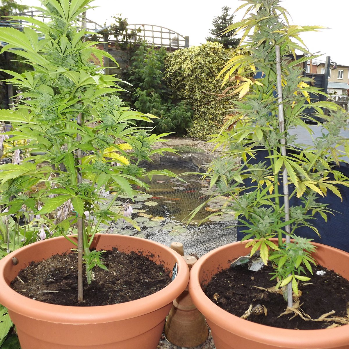 ukweedweekly's tweet photo. @RoyalQueenSeed @royalqueenseeds ... #autoamnesiahaze #autoak47.... can see the most responsive to a northern climate! #legalisecannabisuk https://t.co/loDMWgml2w