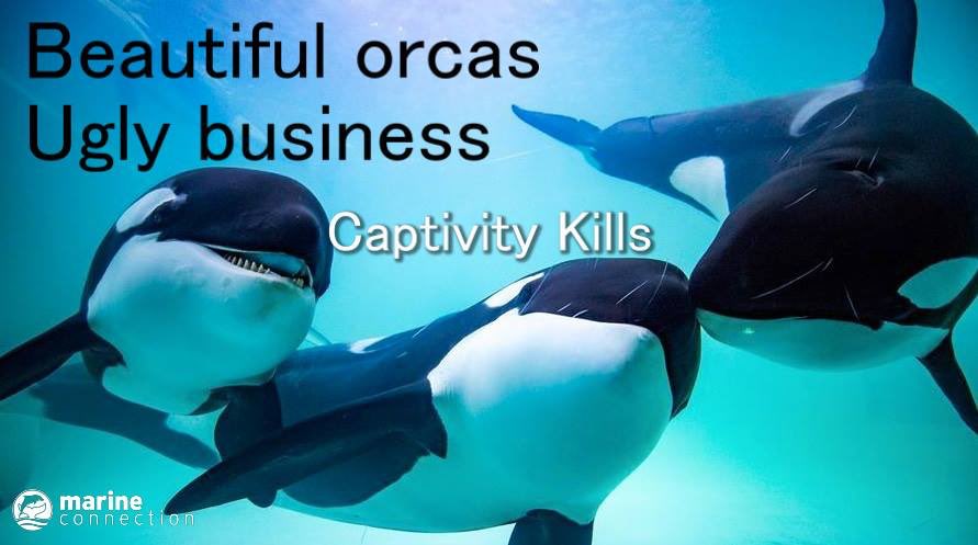 OP_Society's tweet photo. RT &amp; sign to join 17,000+ others in saying NO to the import of #orcas at Chimelong Ocean Kingdom, China
https://t.co/xeZiSmcT2m #blackfish https://t.co/3bB2FuPfPm