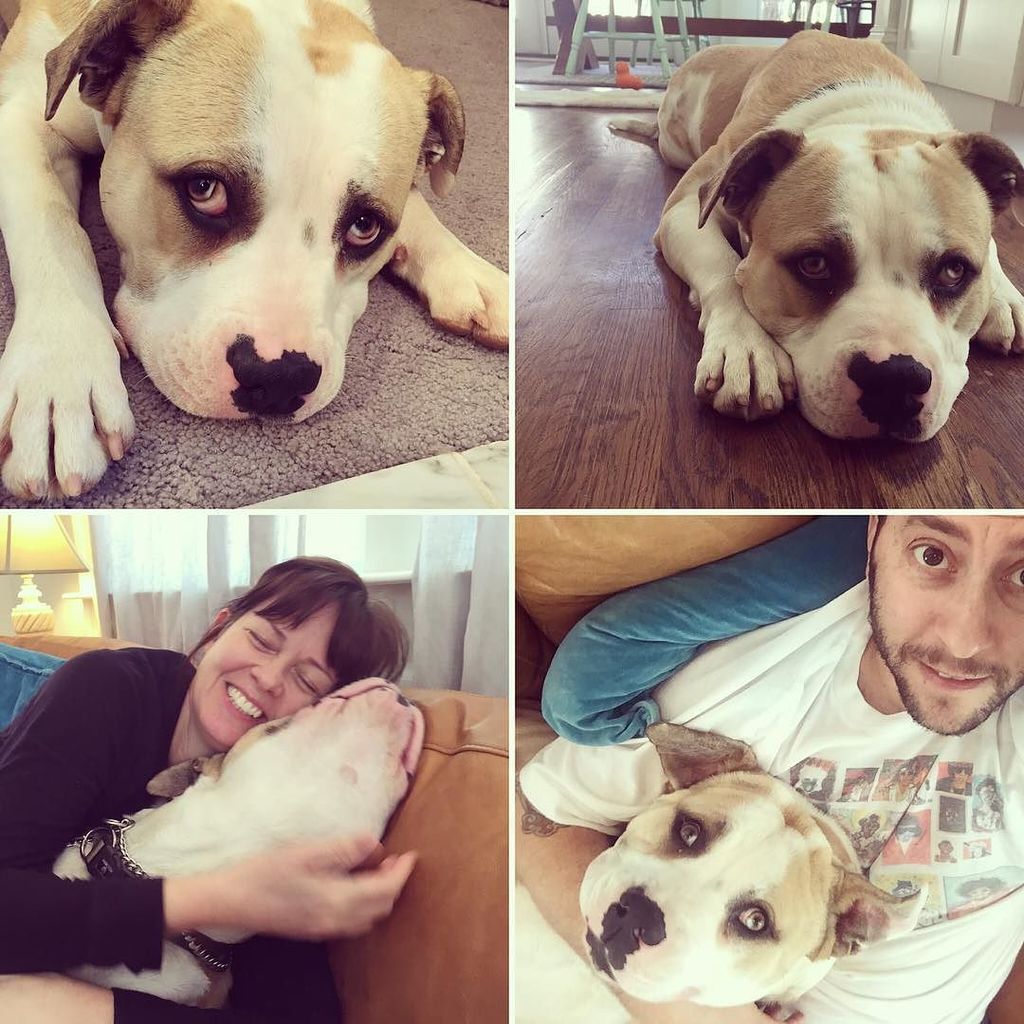 Morty wants you! Know anyone who knows anyone who wants to fall in love? ift.tt/2lW0yKh #pitbullrescue #p…