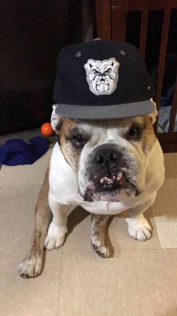 ButlerBlue3's tweet image. Oh, the Dawgs won again? This is my shocked face. #GoDawgs