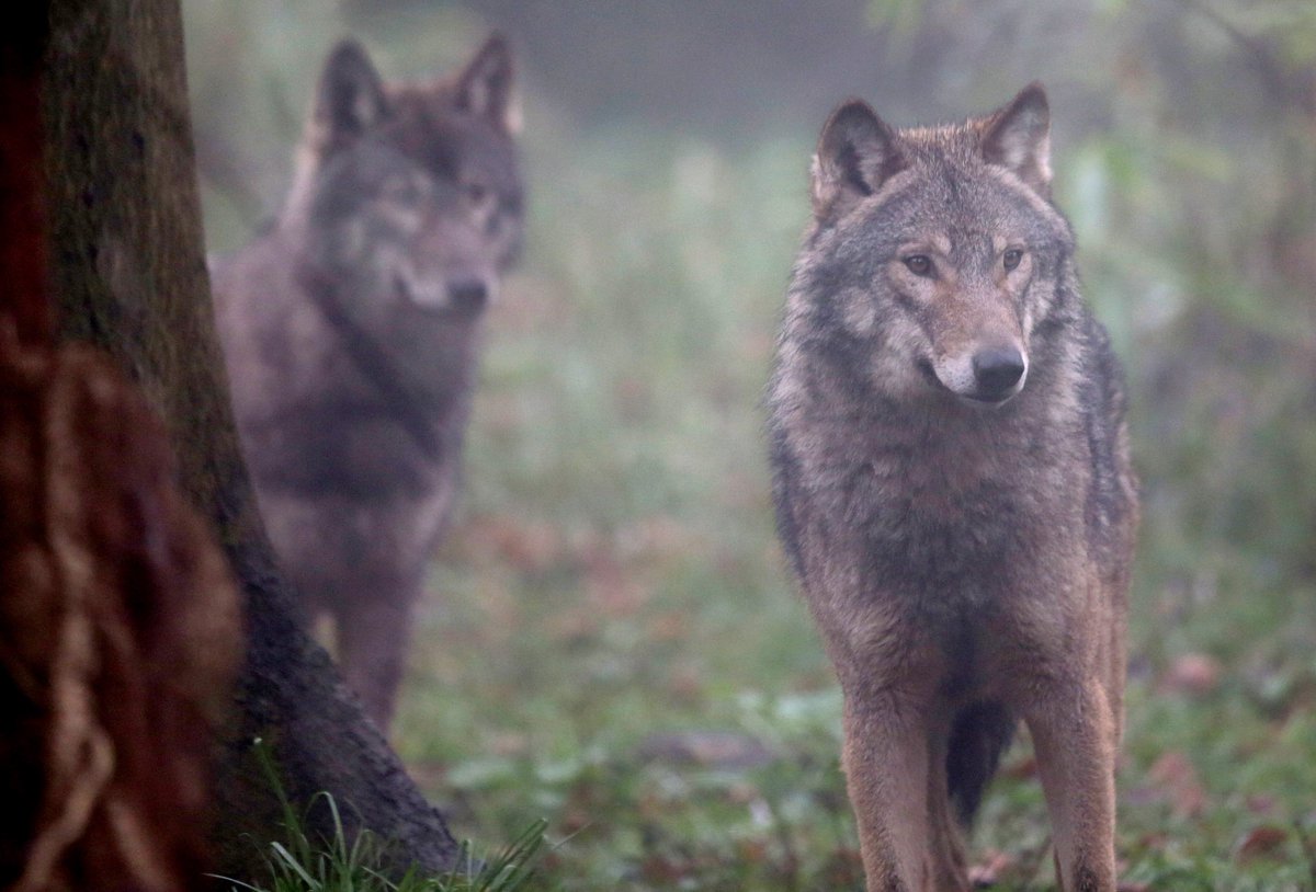 kare11's tweet photo. MN, WI, MI and WY lawmakers target wolf protections again. https://t.co/EIL0DRO77K https://t.co/kV34mrJOO3
