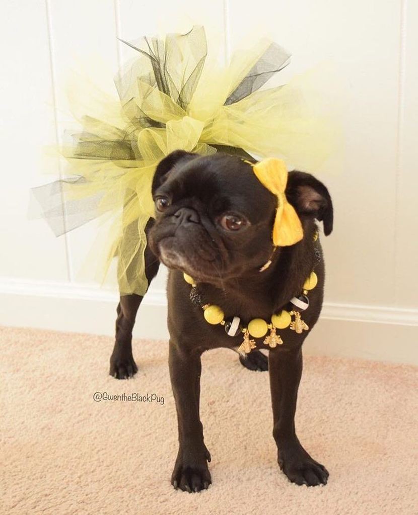 Get to know the human behind <a href="/gwentheblackpug/">gwentheblackpug</a> in the latest pug parent profile. See what N… ift.tt/2lJYILC