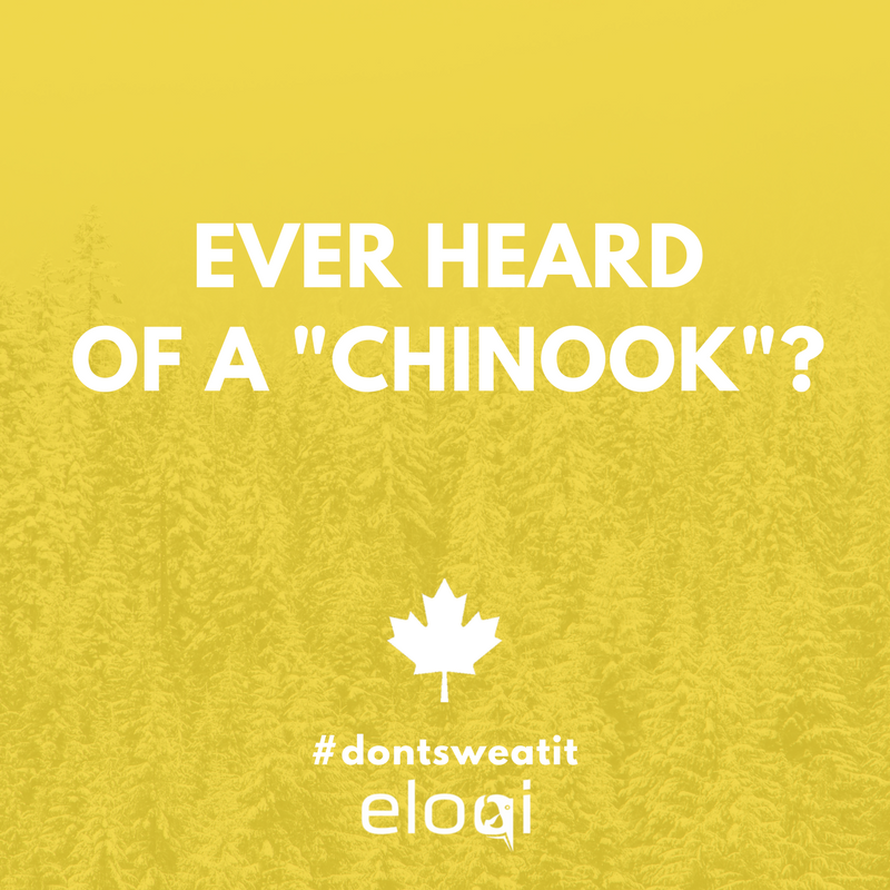 eloqiapp's tweet photo. Never heard of a #Chinook!? You must not be from #Alberta. Learn more truly Canadian expressions. 🇨🇦 https://t.co/HxN9xZcoFd #dontsweatit https://t.co/UTDndXf5WP