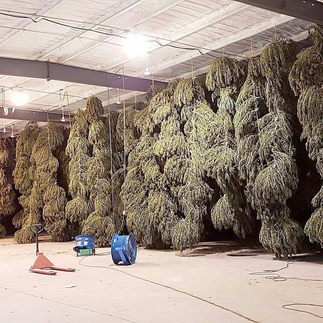 Marijuana bud drying picture of the year goes to Mr. Nice seed bank &amp; Cbd crew official. A Multi billion dollar industry and growing.
