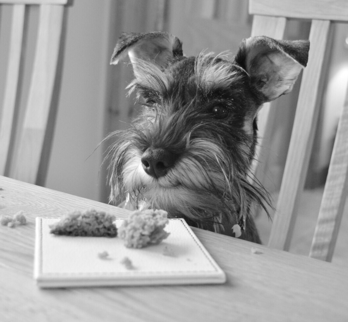 andreakjgreig's tweet photo. I've had enough of my cake! #schnauzer #schnauzerpuppy #dogsoftwitter #dogs #dogfriendlycake #carrotcake #cheeky #mischievous https://t.co/ZZUEmFggrU