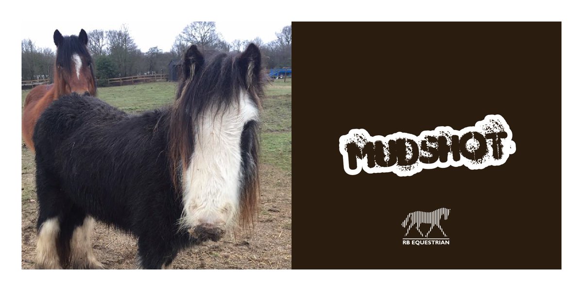 RBEquestrianLtd's tweet photo. Pickles and Dobbin look like their up to some muddy mischief… #MudShot https://t.co/iAwFov6msZ