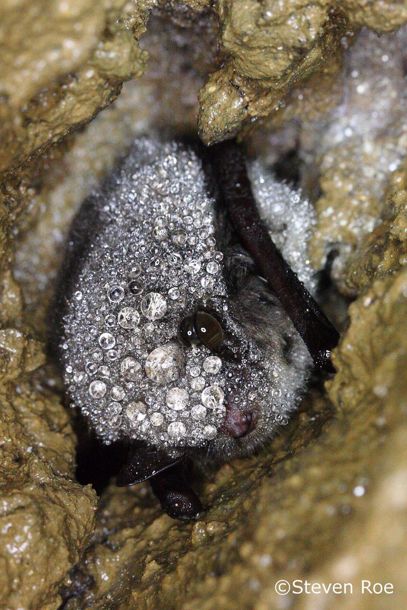 CreatureCandy9's tweet image. We love this image of a hibernating Daubentons bat by @SteveRoeBatMan @_BCT_ 
#bats #wildlife #nature #lovebats