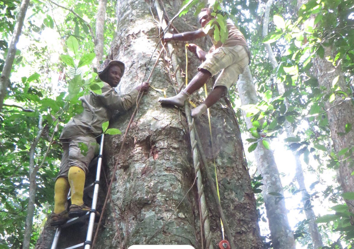 marchant_robert's tweet photo. Pictures from the #Congo where Aida is measuring Carbon stocks - can be 
tricky to get above the #buttresses #forests https://t.co/A50zEWIG5h