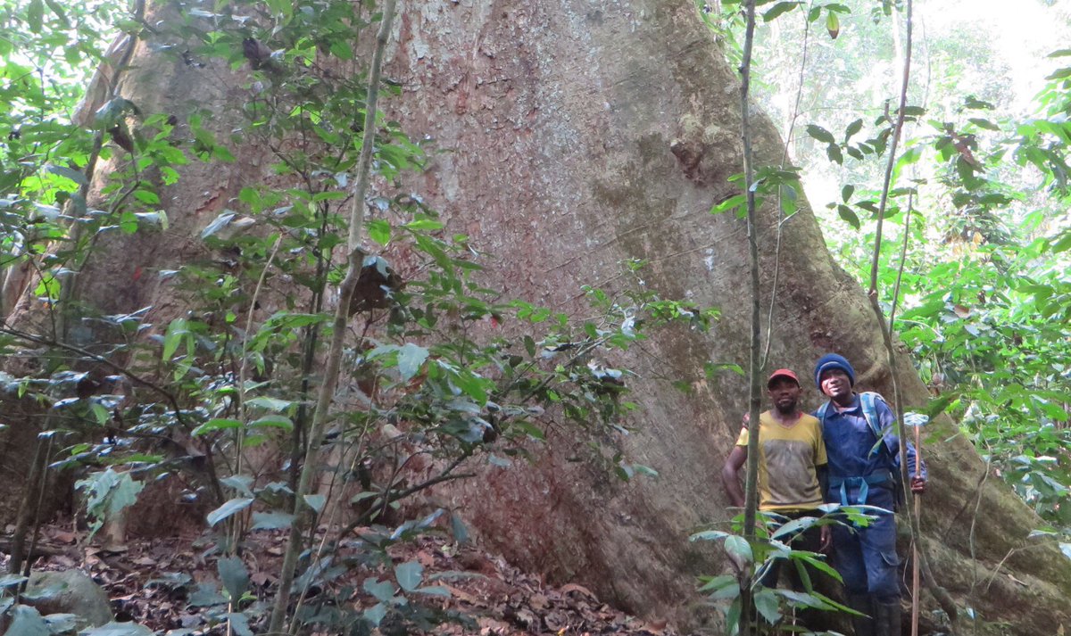 marchant_robert's tweet photo. Pictures from the #Congo where Aida is measuring Carbon stocks - can be 
tricky to get above the #buttresses #forests https://t.co/A50zEWIG5h