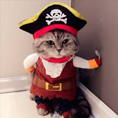 AnnaBonastreC's tweet photo. ¡¡CARNAVAL CARNAVAL!!🎼😻 https://t.co/zMa5pEKfeD