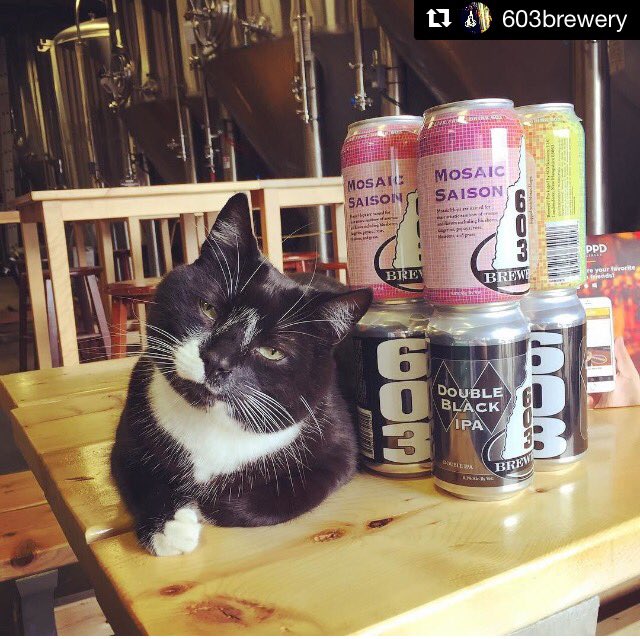 #beercat #brewerycat Mitzy has her Sunday Funday plans ready at <a href="/603Brewery/">Mitzy: CEO</a>.