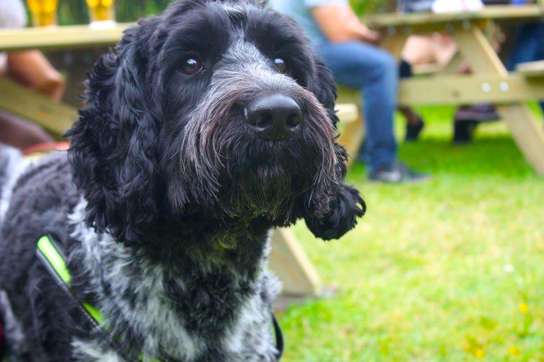 PerkboxDexter's tweet image. 