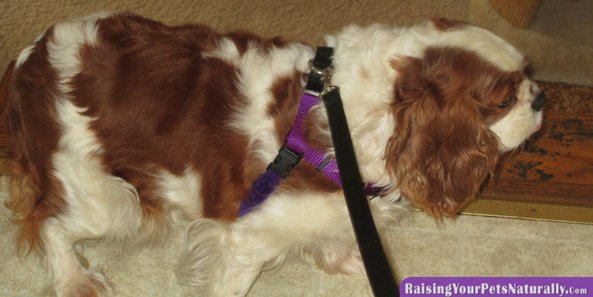 dogtrainer4ever's tweet photo. Check out Bristol in her @2houndsdesignHarness! She won it in my #petcontests #sponsored by 2 Hounds Design. Review https://t.co/4PCsn55DPB https://t.co/hgqDg8OBK2