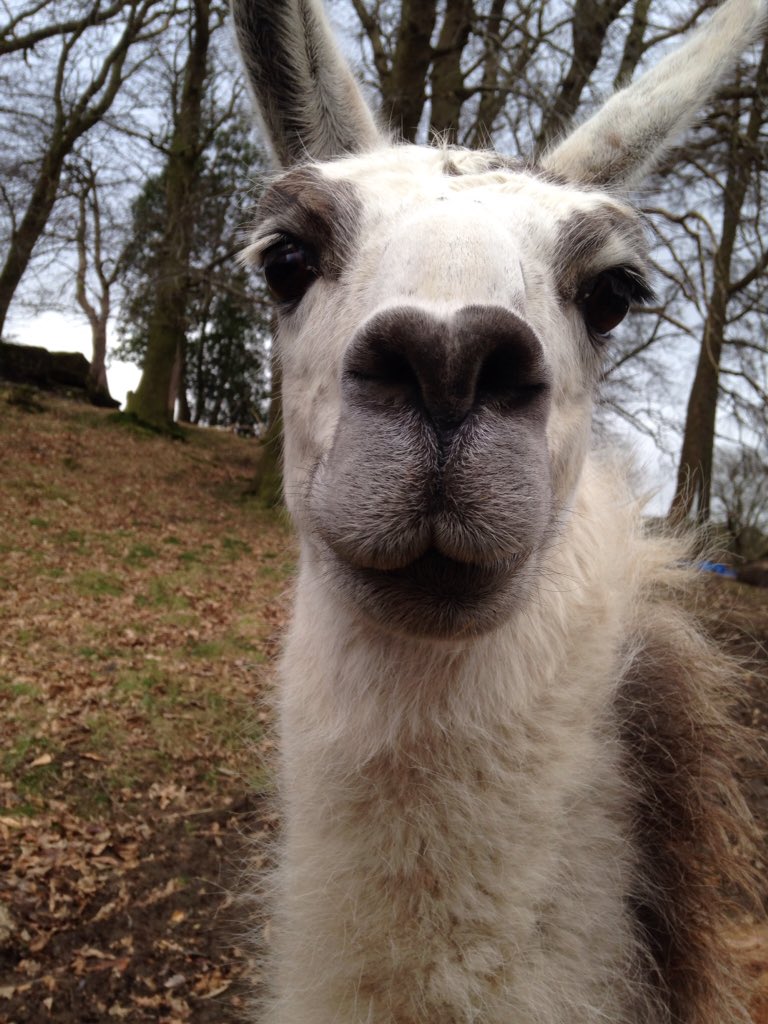 waterworks2020's tweet image. Sniff out a bargain at The Water Works Studio before the end of the month #waterworksmagic #llamalogic