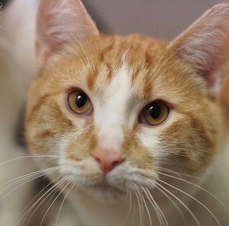 Carlos has been adopted!!! The gentleman cat attended our July cafe &amp; had been waiting for his forever home far too long. Congrats lil man!