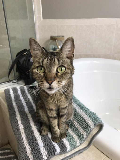 My oldest furbaby passed away last night. She was 16 &amp; I knew it was coming but it still hurts, just<a href="/tag/pepsi"class="tags"><span>#pepsi</span></a>