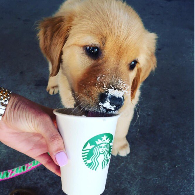 More whipped cream, please! #WeekendSplurge #SundayFeeling
Too cute 😍🐾☕️🥄 @Starbucks