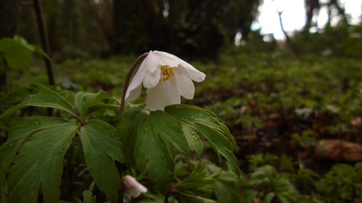 FriendsMerlinWD's tweet image. Just hadn't the heart to lift it's head today #StormEwan in action #WoodAnenome #MerlinWoods #Galway #wildflowerhour #EGL2017 #urbanwoodland